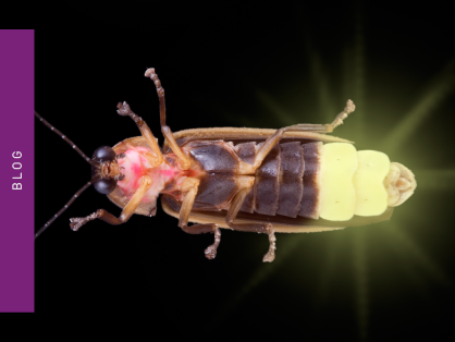 A new approach to examine multiple cellular pathways using multiplex luciferases