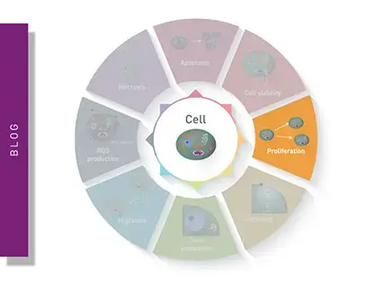 Cell proliferation assays and cell counts