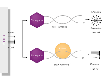 DNA interactions: understanding what your DNA is up to
