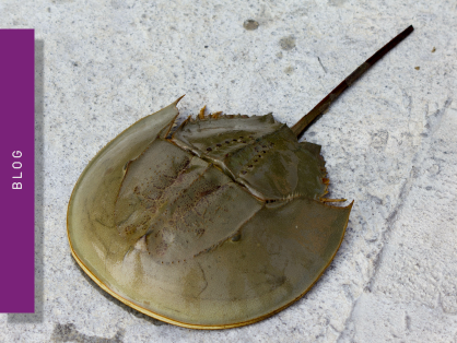 The LAL assay: a living fossil exploited to detect bacterial contamination