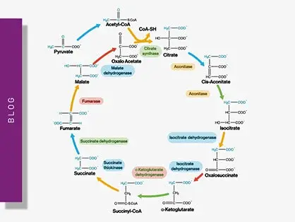Mitochondrial metabolism and cellular function