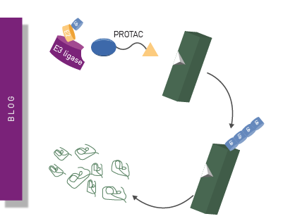 PROTACs: proteolysis-targeting chimeras