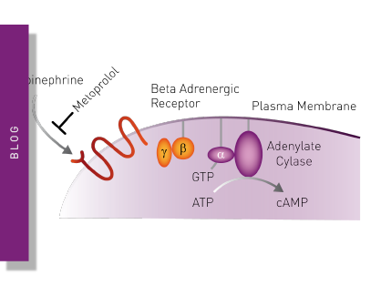 Second Messenger Signaling