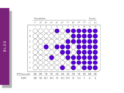 Tissue Culture Infectious Dose (TCID50) Assays: How to determine virus infectivity?