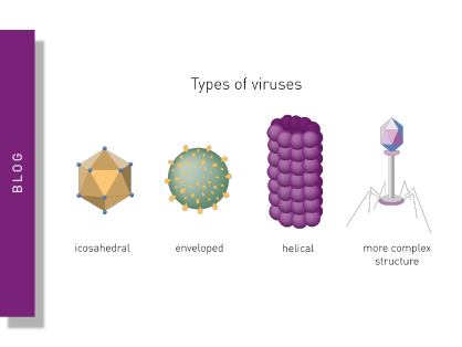 Virus assays