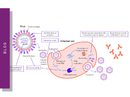 Viral detection methods