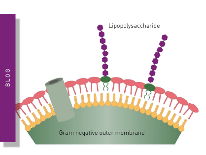 What are endotoxins?