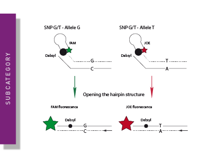 A graph for SNP Genotyping