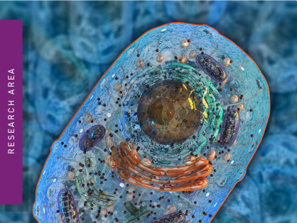 Illustration of a cell
