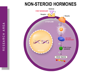 Schematic description of a hormone