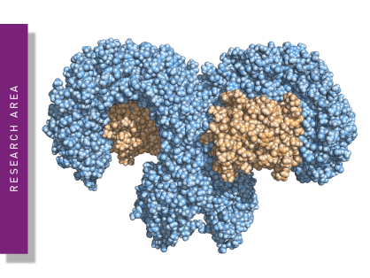 A protein cell