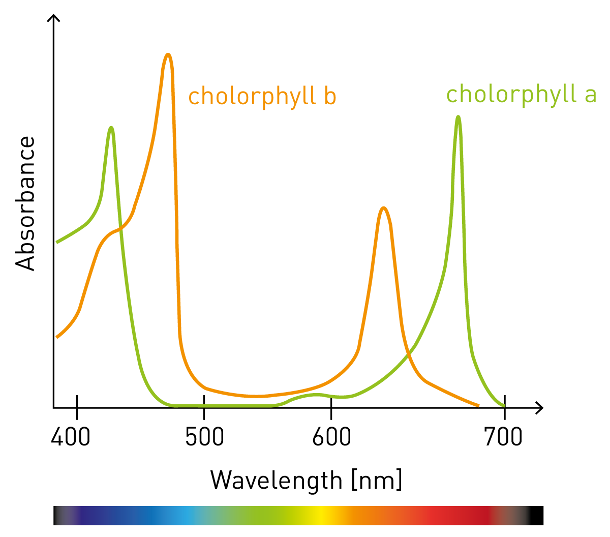 Fig. 1: b) The color of plants is given by Chlorophyll. Its absorbance spectrum shows absorption of blue and red light, but not of the green part of light.