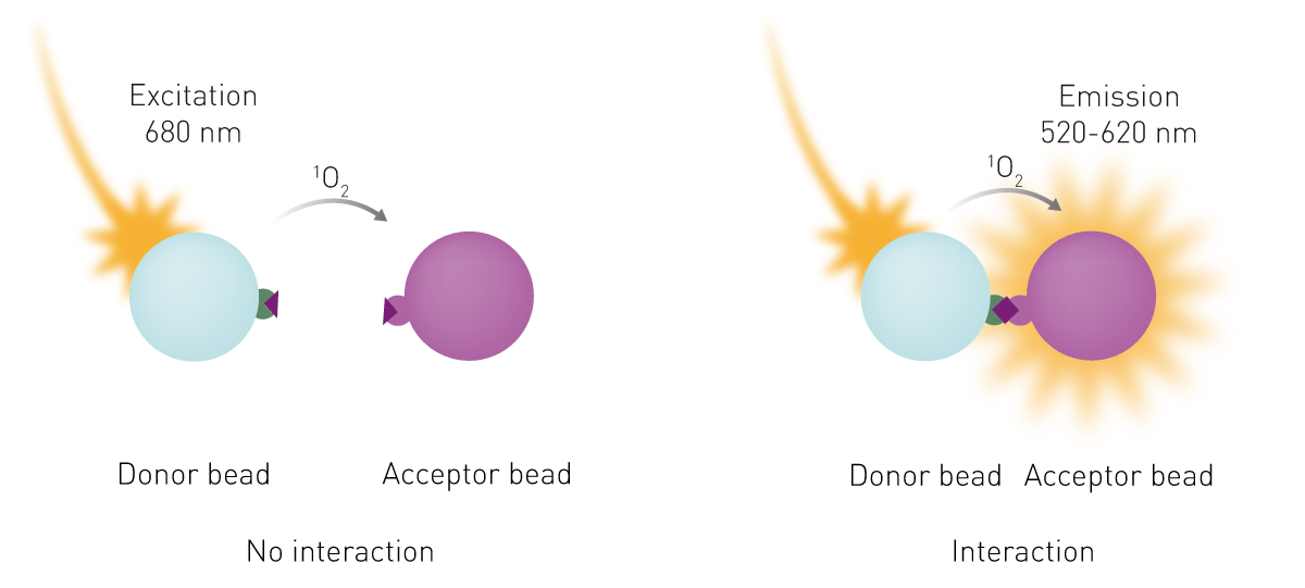 Fig. 1: basic principle of AlphaScreen. Left: the donor and acceptor beads are not in proximity. Singlet oxygen molecules decay with no signal generation. Right: biological interactions bring beads into proximity. Singlet oxygen molecules reach the acceptor bead and a light signal in the 520-620 nm range is generated.