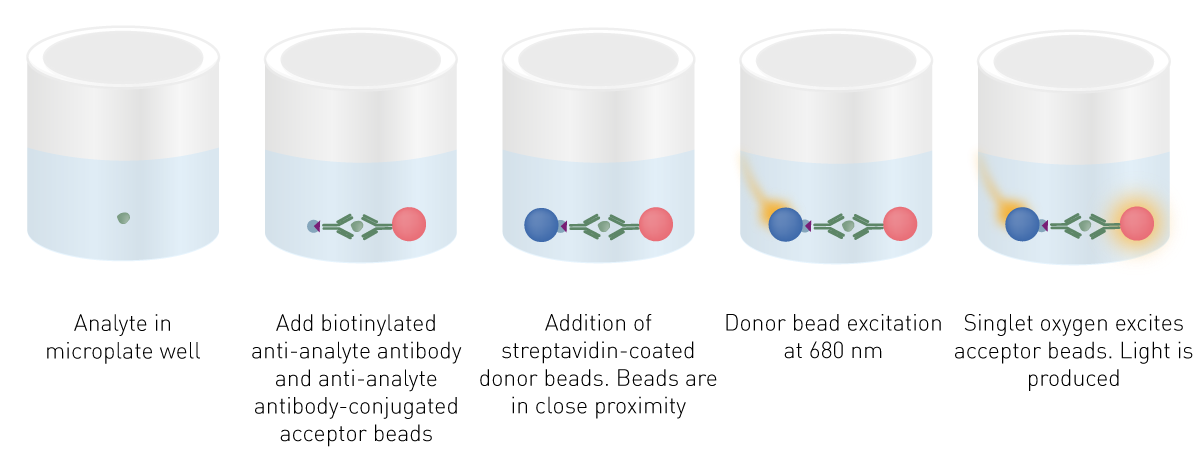 Fig. 2: Schematic of an AlphaScreen assay protocol using streptavidin coated donor and antibody-conjugated acceptor beads.