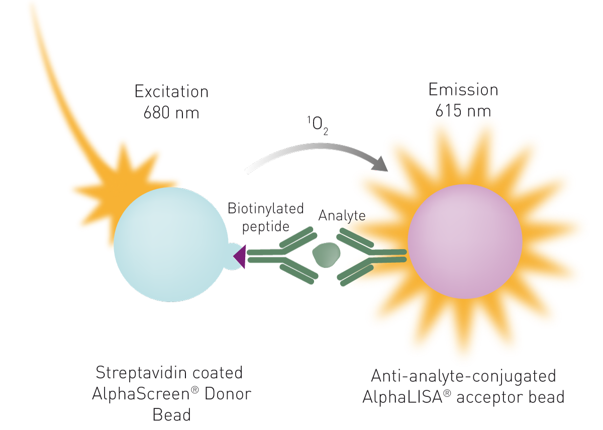 Fig. 4: Schematic of a sandwich AlphaLISA immunoassay. A biotinylated antibody to an analyte binds to the streptavidin-coated donor bead and a second antibody to the same analyte is directly conjugated to the AlphaLISA acceptor bead. In the presence of the analyte, the excitation of the donor beads at 680 nm generates light emission at 615 nm in the acceptor bead.