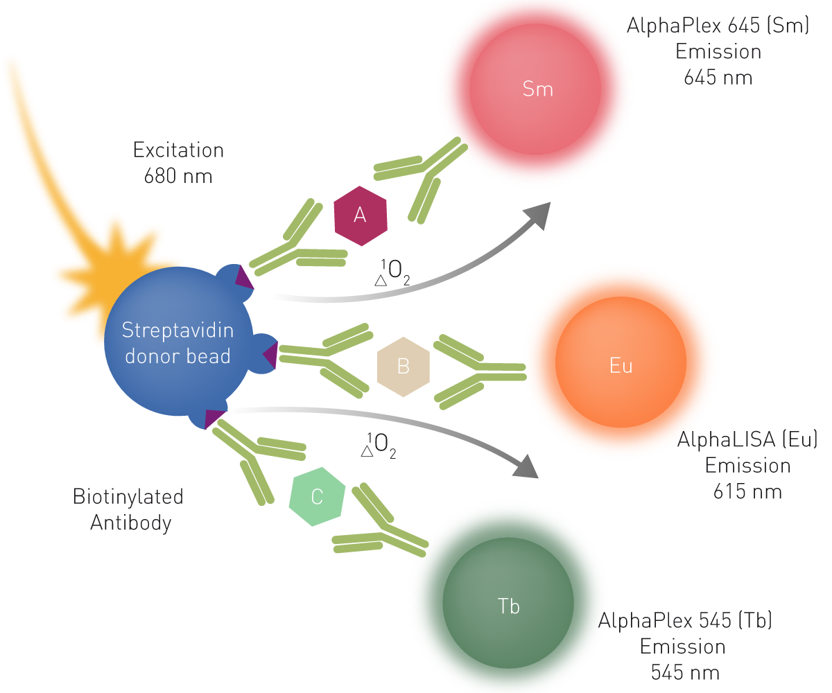 Fig. 5: AlphaPlex: streptavidin donor beads interact with AlphaLISA, AlphaPlex 545 and AlphaPlex 645 acceptor beads for three different analytes. The donor beads act as the source of singlet oxygen.