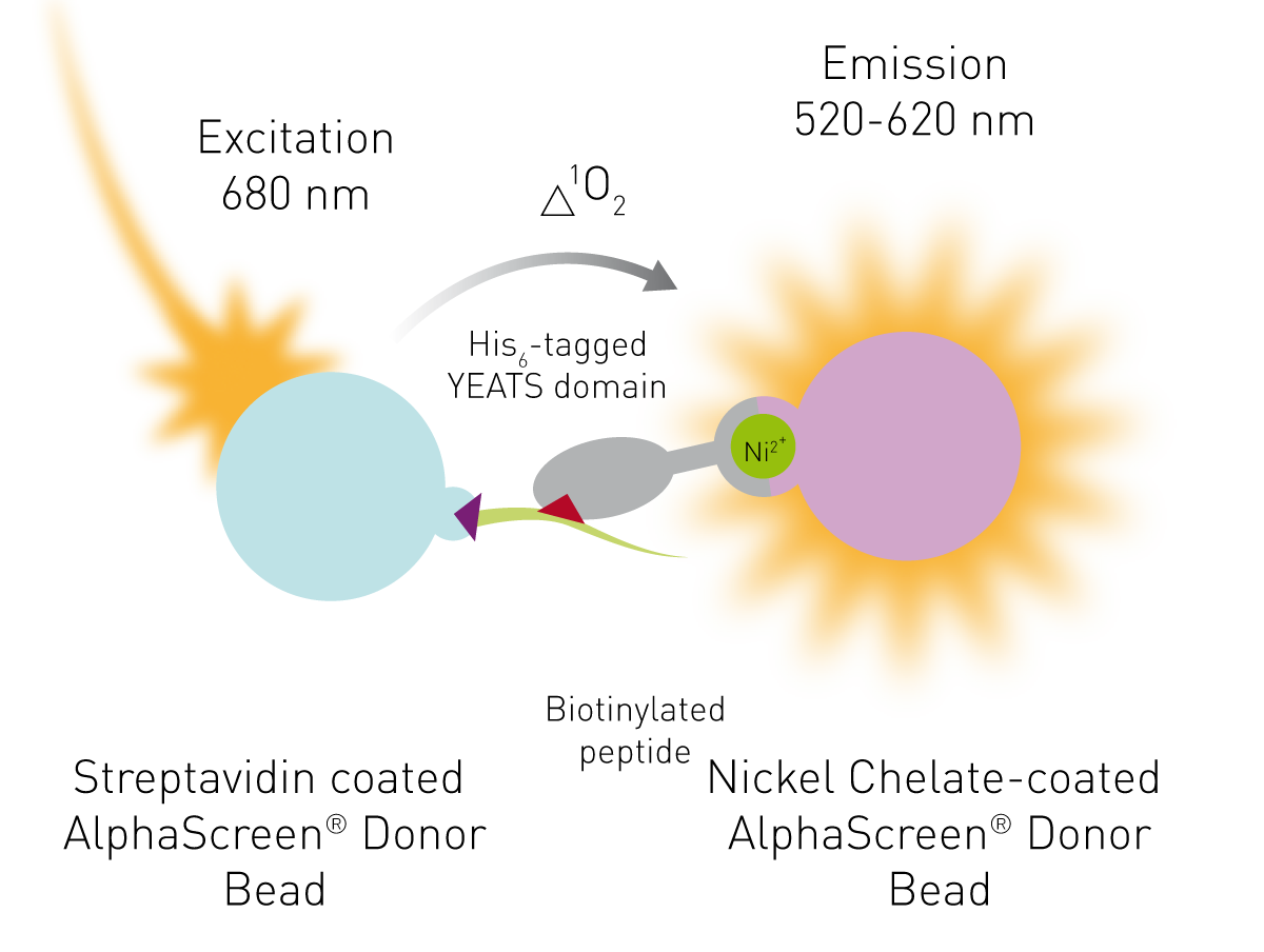 Fig. 8: AlphaScreen interaction assay. The donor bead is coupled to acylated histone 3 and the acceptor bead to the YEATS domain.