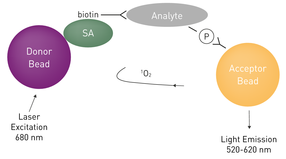 Fig. 9: AlphaScreen immunoassay. In total cell lysates, a phosphorylated cellular protein (analyte) is sandwiched between an anti-analyte antibody associated with a streptavidin (SA)-coated donor bead and an anti-phospho antibody associated with a Protein A-conjugated acceptor bead. Phosphorylation put the two bead types in close proximity and a light signal is generated.