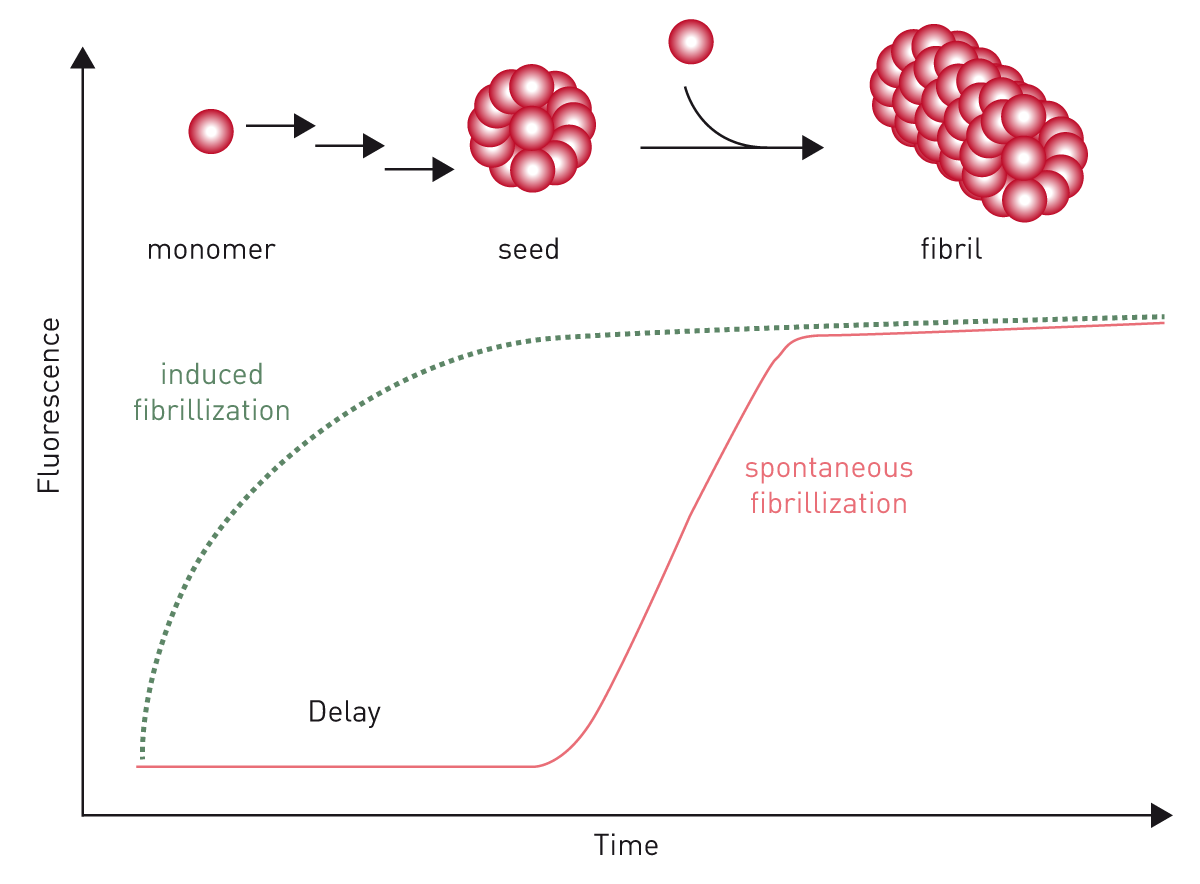 Fig. 10: fibrillization process followed over time.
