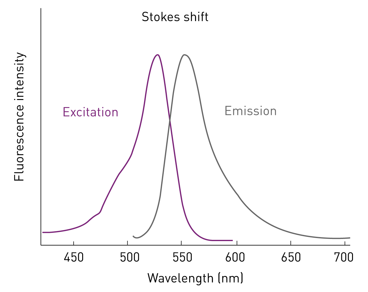 Fig. 2: Stokes shift is the difference in wavelength between the excitation (absorption) and emission peaks.