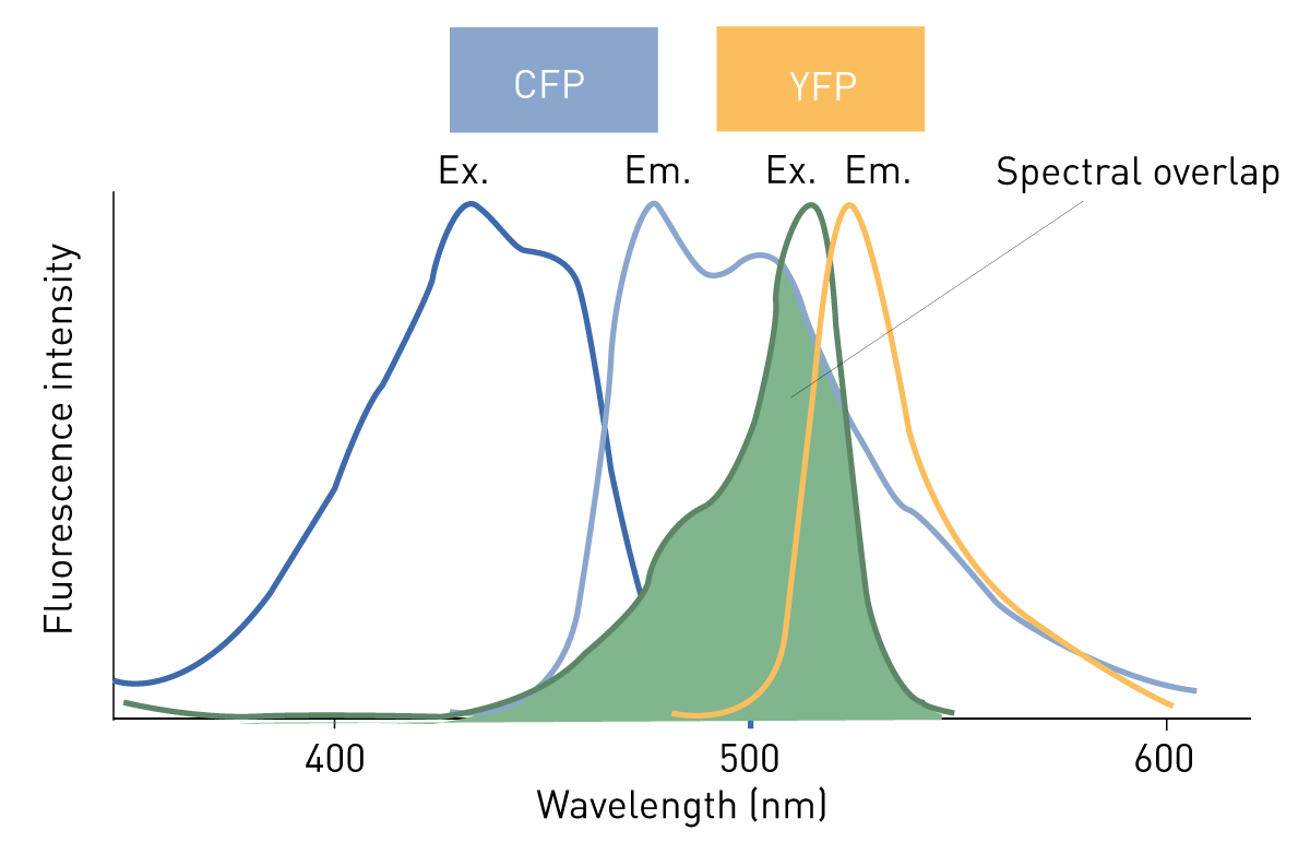 Fig. 3: Example of the FRET fluorophore pair Cyan Fluorescent Protein (CFP) and Yellow Fluorescent Protein (YFP). The CFP (donor) emission spectrum overlaps with the YFP (acceptor) excitation spectrum (spectral overlap).