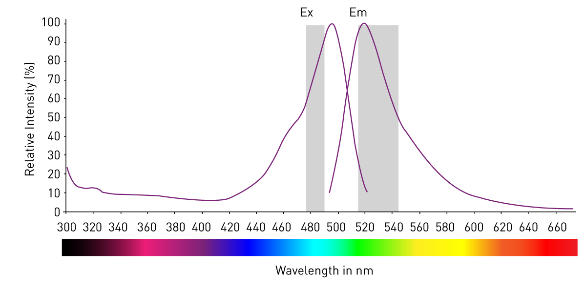 Fig. 7: schematic of excitation and emission filters for fluorescein superimposed to their spectra. The highest transmitted excitation and the lowest transmitted emission wavelengths should be 30 nm apart.