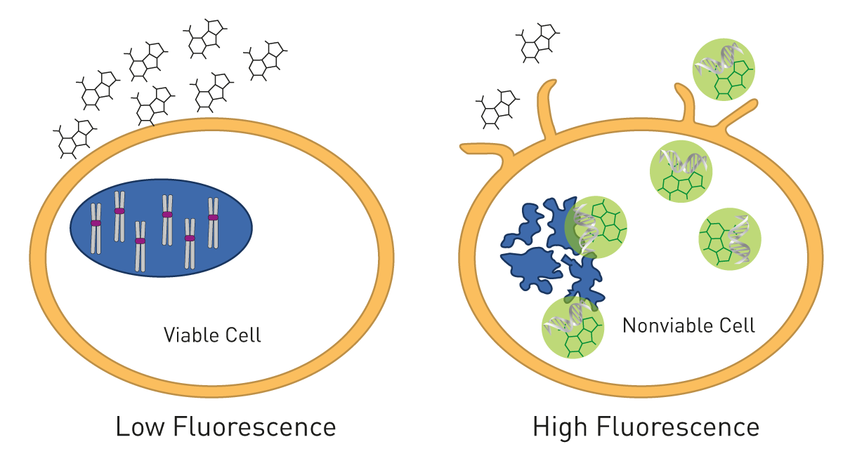 Fig. 9: the CellTox™ Green Cytotoxicity Assay Principle.