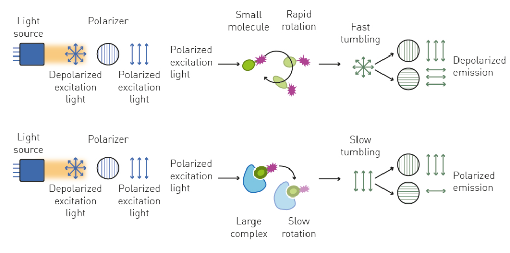 Fig. 2: Polarized excitation light is depolarized by rapidly rotating small molecules bound to a fluorophore. Larger complexes rotate slower and hence emit prevalently polarised light.