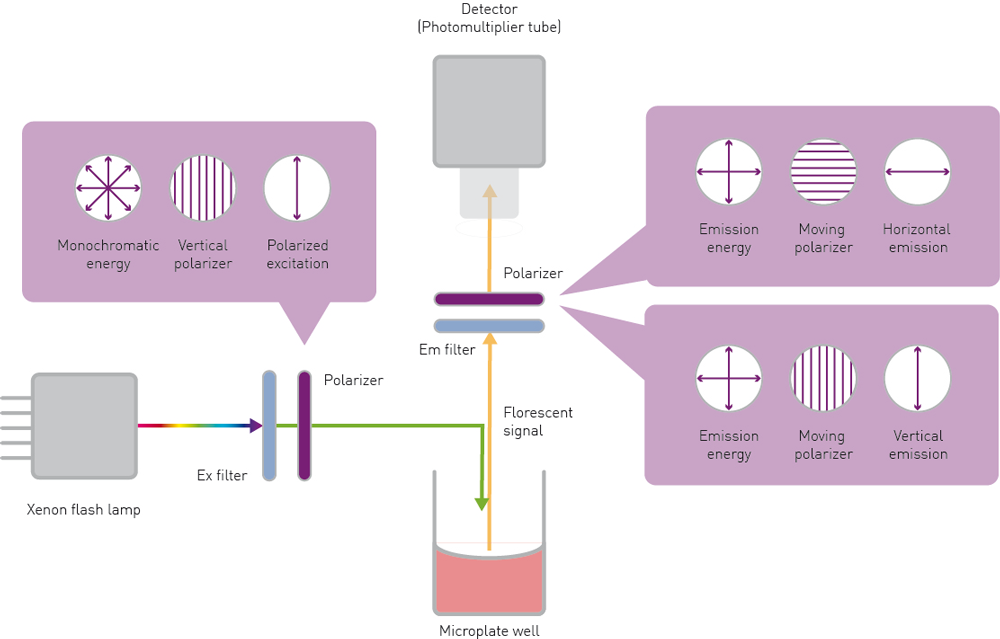 Fig. 4: Schematic representation of FP detection on a microplate reader. Monochromatic light selected from a broadband light source passes through a vertical polarizing filter and excites fluorescent molecules in the sample well. Emitted light is detected in both the parallel and perpendicular planes.