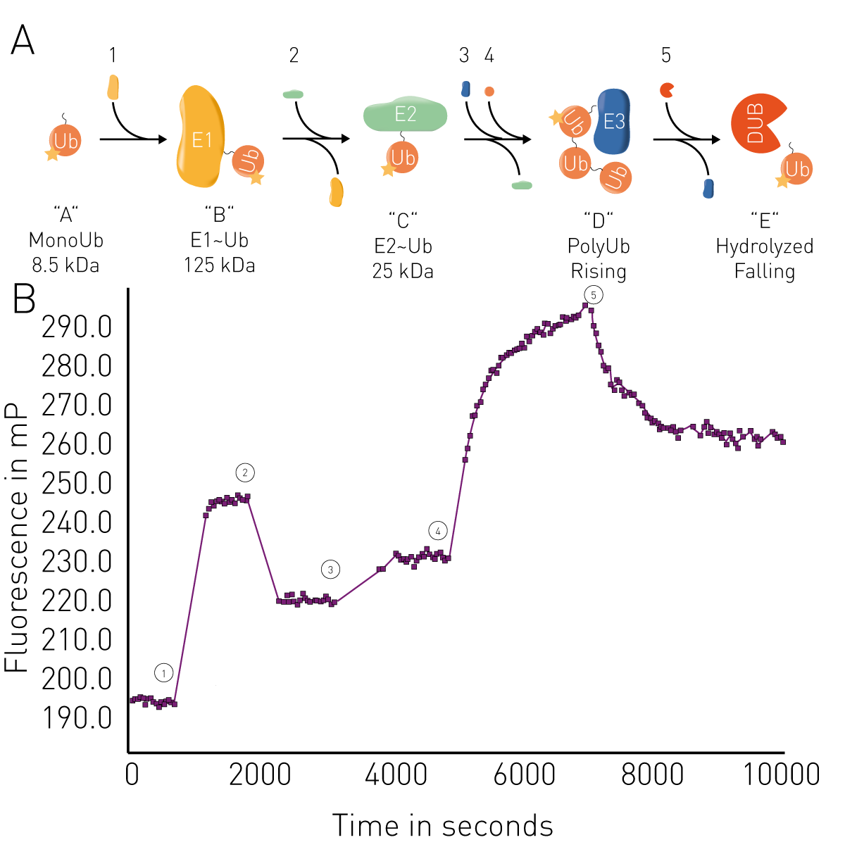 Fig. 5: Ubiquitination fluorescence polarization binding assay principle and representative data. A) Monitored sequential ubiquitination states. B) TAMRA-labelled FP ubiquitination assay.
