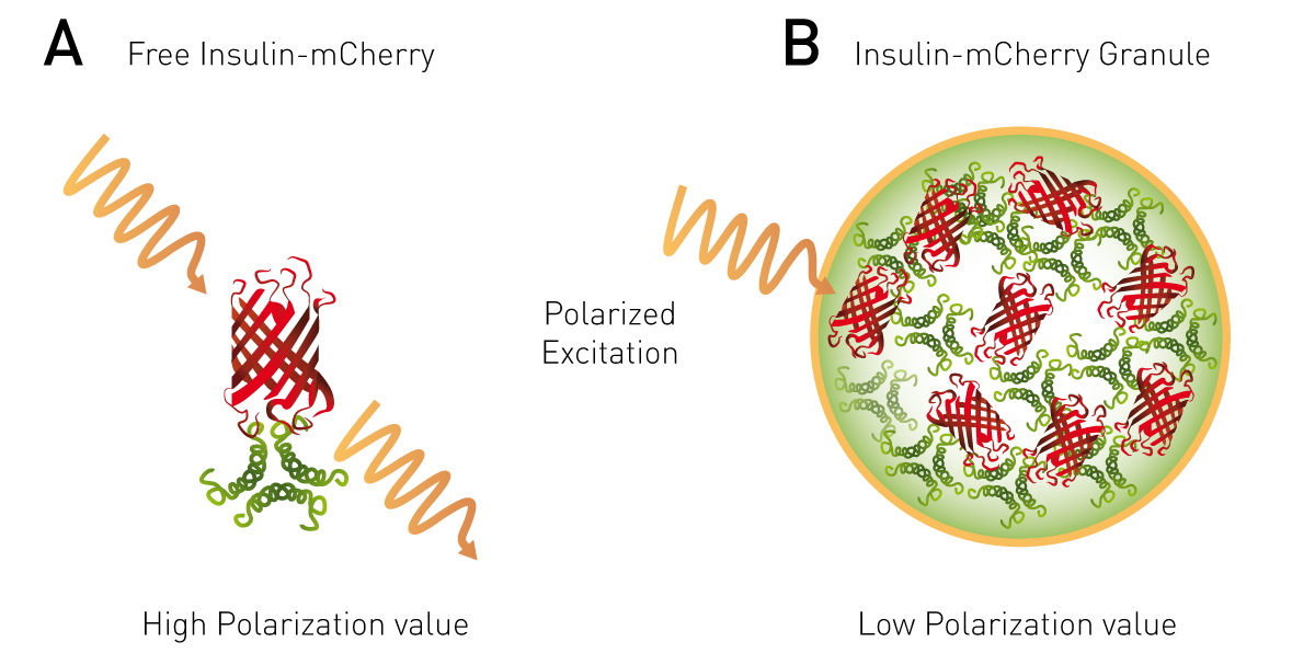 Fig. 6: Schematic of the homoFRET-FP principle. A free protein (green) bound to a red fluorophore (red) excited with polarized light exhibits conserved polarization and a relatively high FP signal. If the protein complex is found in high concentration in a cell, a homoFRET event happens, randomising polarization and decreasing the signal.