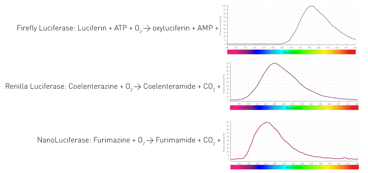 Fig. 4: Commonly used luciferases. Luciferases and their according substrates lead to light emission with different emission spectra.