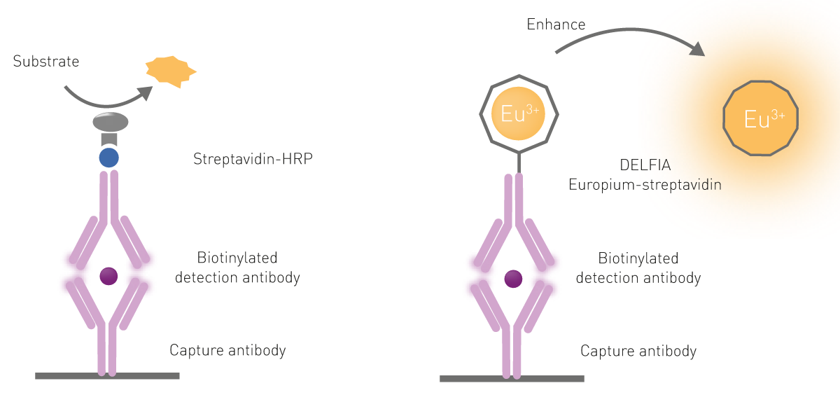 Fig. 6: Comparison of standard ELISA (left) and time-resolved fluorescence (DELFIA; right) immunoassays. Time-resolved fluorescence immunoassays can be used as sandwich-type or competitive assays. After target binding, europium ions are dissociated from the antibody, a new chelate in solution is formed and time-resolved fluorescence is detected by the plate reader.