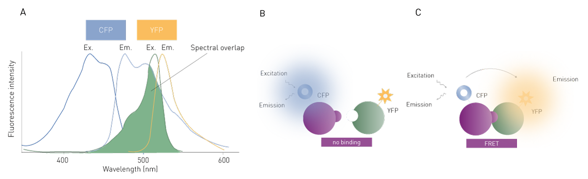 Fig. 1: example of a FRET assay with the pair CFP and YFP. A) Optical spectra of CFP and YFP: the CFP (donor) emission spectrum overlaps with the YFP (acceptor) excitation spectrum (spectral overlap). B) Schematic representation of FRET: in case of no interaction, CFP is excited and emits light at a specific wavelength. C) In case of interaction and FRET taking place, YFP additionally emits light at a different wavelength, and the emission intensity of CFP is quenched.