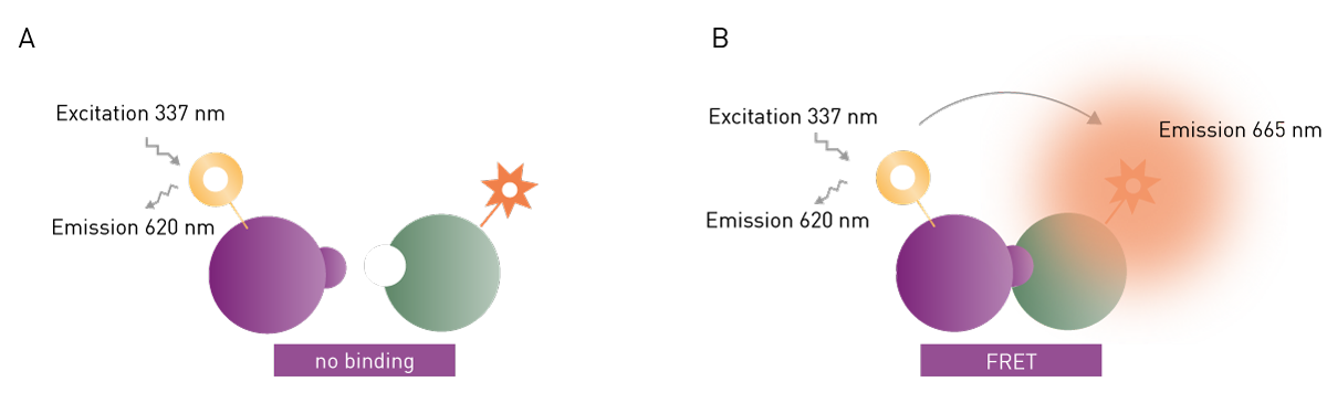 Fig. 3: schematic representation of excitation and emission in a europium-red-acceptor based TR-FRET assay. In case of no interaction, the donor is excited at 320 nm and emits at 620 nm. In case of interaction and FRET taking place, the acceptor additionally emits at 665 nm.