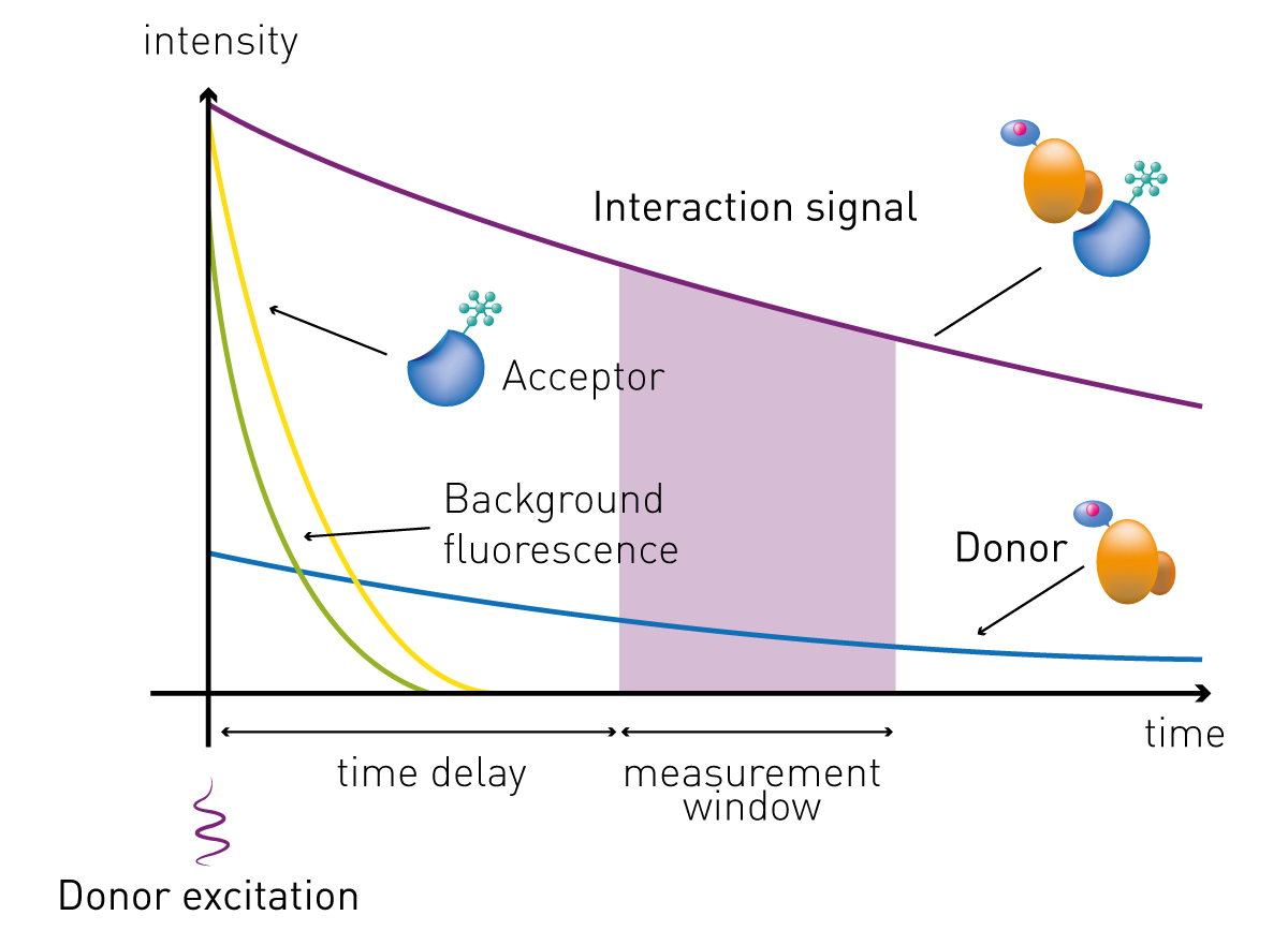 Fig. 4: schematic representation of the emitted signal. The excitation pulse is immediately followed by a time delay, allowing interfering short-lived fluorescence (derived from compounds, proteins, medium…) to decay. The interaction signal is measured for a specific time window.