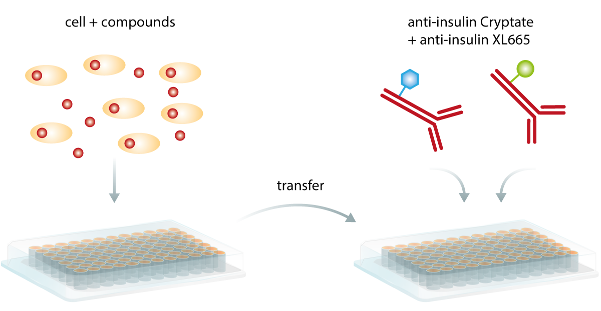 Fig. 5: example of the homogeneous add-and-read procedure for an insulin TR-FRET assay. Secreted insulin in cells or supernatant is transferred to a new microplate. 2 types of antibodies are added: a donor-labelled antibody and an acceptor-labelled antibody. After incubation, the assay is read on a microplate reader.