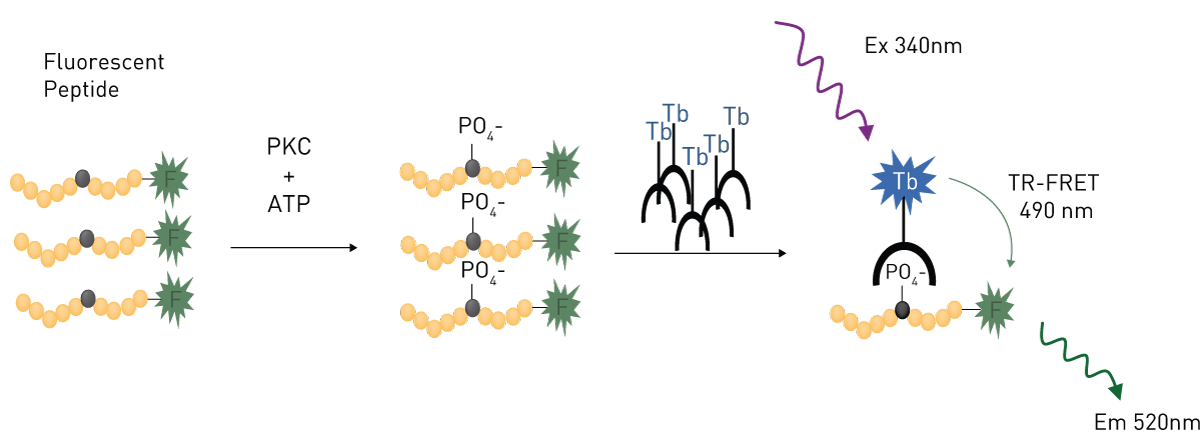 Fig. 8: LanthaScreen™ TR-FRET assay principle for a tyrosine kinase assay.