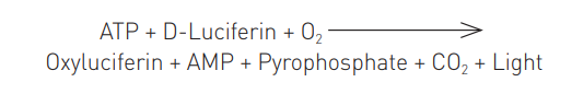Equation 1:  With the ENLITEN® kit  L/L catalyzes a reaction that generates light at 560 nm.
