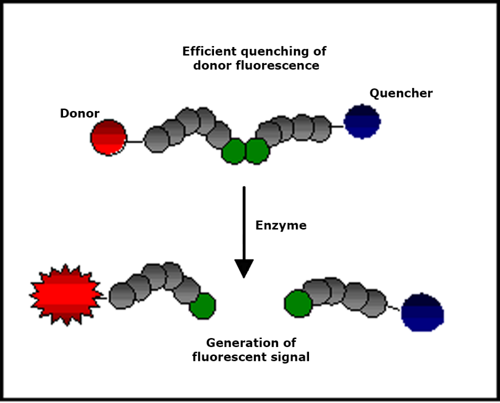 Fig. 1: FRET protease assay (schematic).
