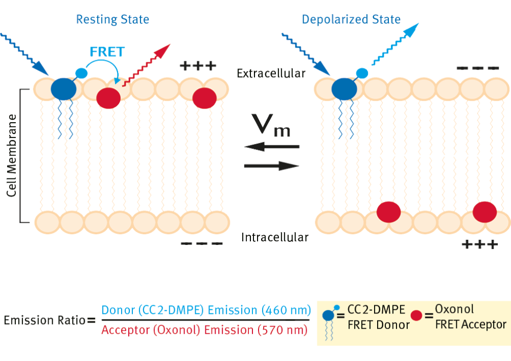 Fig. 1: Schematic illustration of the mechanism of voltage-dependent, FRET-based VSPs.