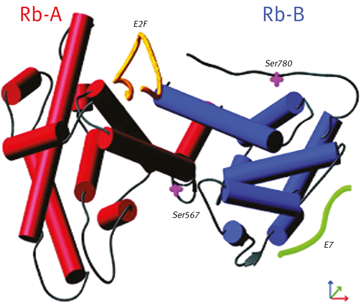 Fig. 1: Model of the interaction of pRb with E2F and E7 peptides.