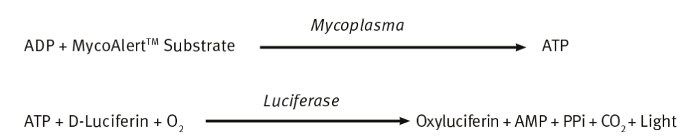 Equation 1: MycoAlert reaction equation