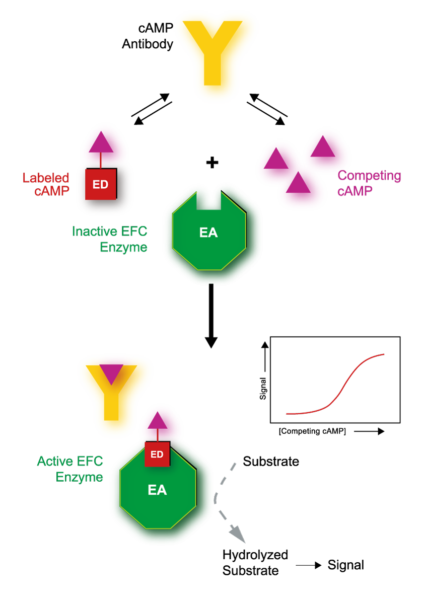 Fig. 1: Schematic principle of the HitHunter cAMP XS+ assay.