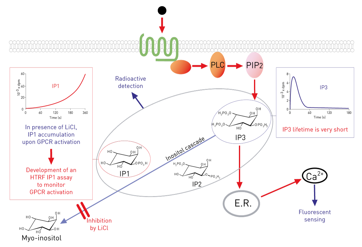 Fig. 1: Gq coupled receptor activation induces IP3 release catalysed by PLC. IP3 degradation occurs rapidly and leads ultimately to the production of IP1. Processing of IP1 into myo-inositol can be prevented by the addition of LiCl.