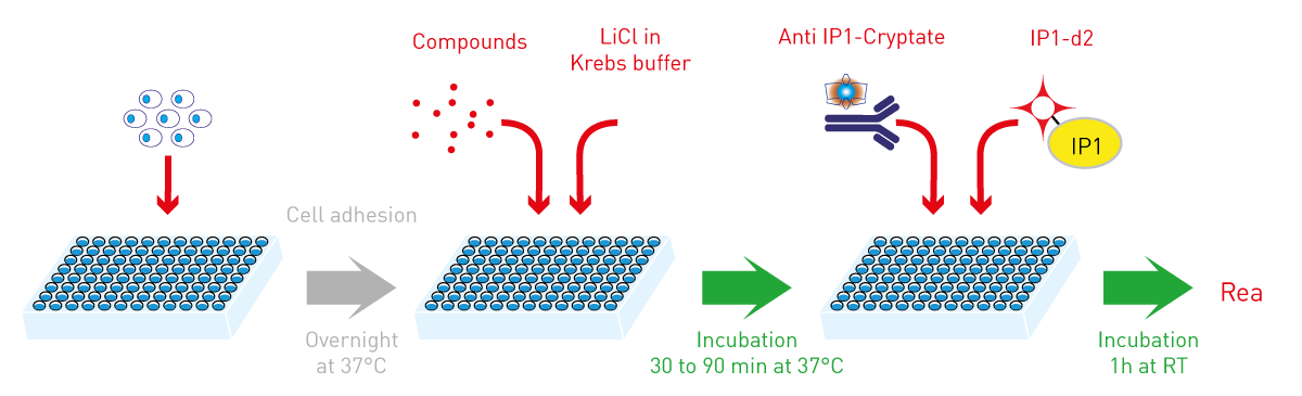 Fig. 2: HTRF IP-One assay protocol. 