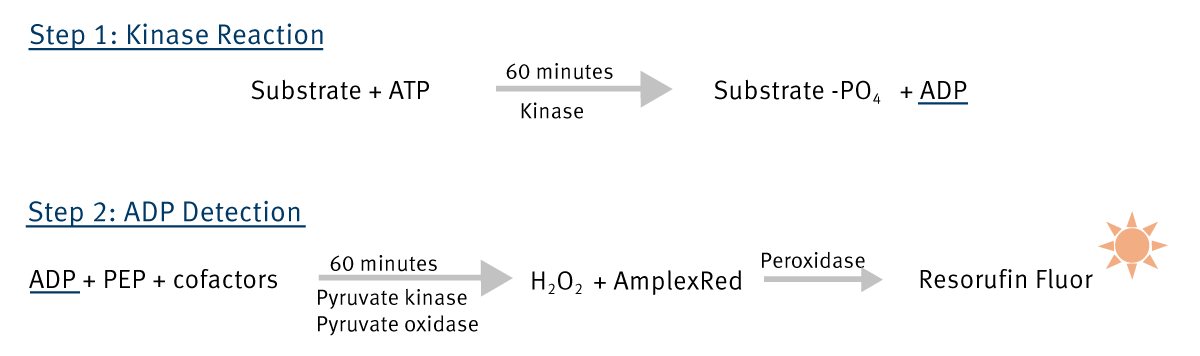 Fig. 1: Schematic principle of the ADP Hunter assay.