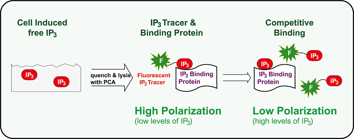 Fig. 1: HitHunter IP3 ﬂuorescence polarization assay principle.