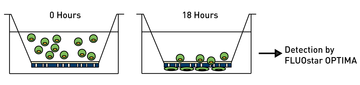 Fig. 1: In presence of an attractant cells migrate through the membrane of the inserts. They are no longer shielded from the light source and can be detected by the BMG LABTECH plate reader (reading from below).