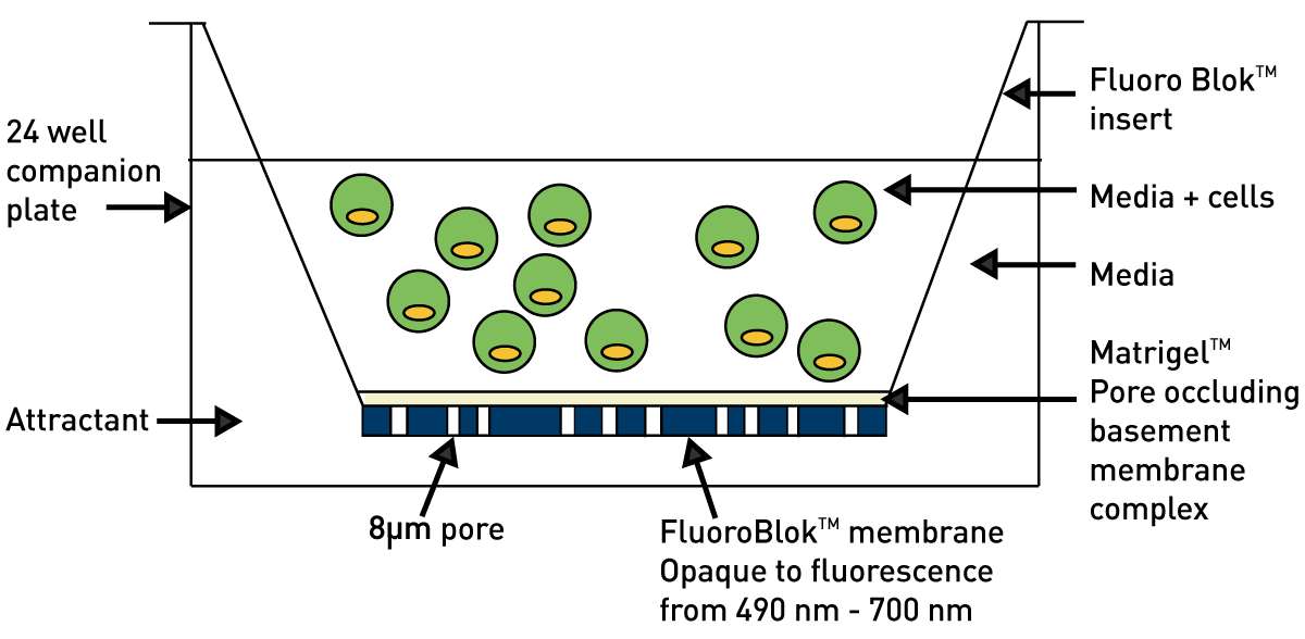 Fig. 2: Cell invasion set up.